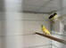 This years Irish canaries