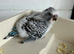 English baby budgie