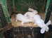 Newzealand white rabbits