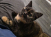 Female tortoiseshell british shorthair