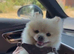 Toy Pomeranian 11months boy