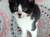 Healthy b+w kittens ready now