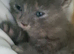 Kittens for sale