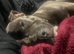 21 Month old male staffy (PLEASE READ DETAILS BEFORE ENQURING)