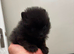 Tea cup Pomeranians