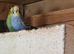 Budgies for sale
