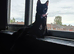 Cat female 1 years old