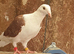 Saddle racing pigeons for sale