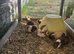 Baby male guinea pigs