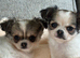 2 female pomchi