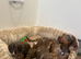 Miniature dachshund puppies