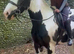 Top class happy hacker/fun kind cob