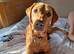 Labrador looking for her forever home