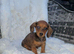 Dachshunds puppy’s