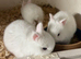 BEW Netherland dwarfs