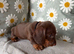 Miniature Dachshund puppies
