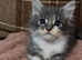 3 beautiful boy kittens (dad is Persian)