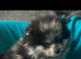 Gorgeous male teddy type Pomeranian puppies
