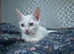Turkish Angora Mix