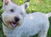 KC Registered Westie Puppies Due End Of May | Low 2.8 COI | Carefully Planned Litter