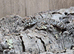V.I.P.E.R Geckos for sale with complete set up