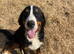 BERNESE MOUNTAIN DOG