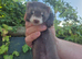 Adorable and well handled baby ferrets