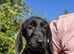 3/4 Daxi cross 1/4 Yorkie pups.