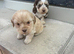 Shih tzu cross show cocker spaniel pups