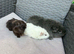Bonded trio boars