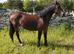 Ideal mother/daughter share, all rounder