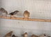 Zebra finch