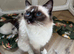 Ragdoll kitten