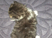 5 Siberian Kittens - 1 Reserved