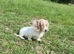 Beautiful Female Lilac Pied Long-Haired Dachshund Puppy