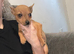 Female Jack Russell puppy