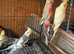 Cockatiels