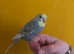 2 tame budgies and cage