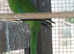 Baby kakarikis x 3 looking for new homes