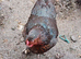 6 Autralaup hens 11 months old laying