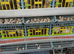 Japanese quail fertile eggs