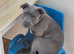 KC registered blue staffy