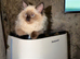 Ragdoll Kitten, Ready for a new home