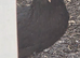 Barbu D'uccle Pullets - Black mottled and Black