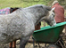 Quality Welsh section C gelding
