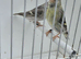 BEAUTIFUL PROVEN PAIR MUTATION COLOURS SILVER SISKINS