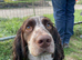 3 year old cocker spaniel stud
