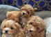 BEAUTIFUL F.1.B PUPPIES