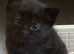 Kittens need home forever