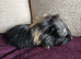 Beautiful baby guinea pigs